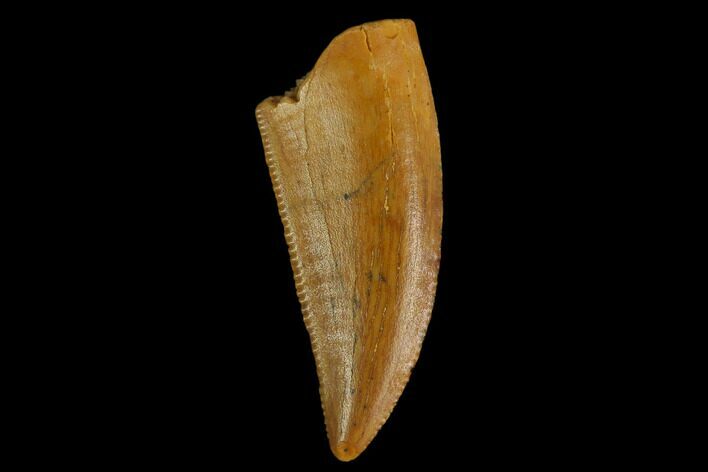 Serrated, Raptor Tooth - Real Dinosaur Tooth #130364